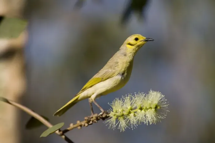 Framed Print : Yellow-tinted Honeyeater Found across northern Australia from the Kimberley to Queensland. Inhabits open woodlands and particularly tree-lined watercourses. Also around remote stations and townships as they seek out flowering trees Framed Print : Yellow-tinted Honeyeater Found across northern Australia from the Kimberley to Queensland. Inhabits open woodlands and particularly tree-lined watercourses. Also around remote stations and townships as they seek out flowering trees