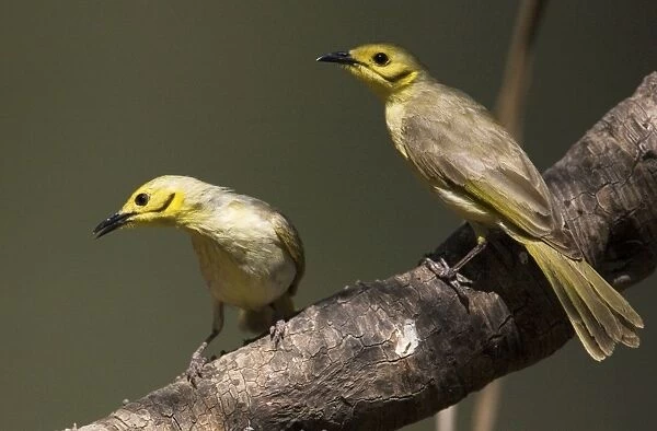 Yellow-tinted Honeyeaters Found across the Top End from the Kimberley to northwest Queensland. At the Barnett River, Kimberley, Western Australia
