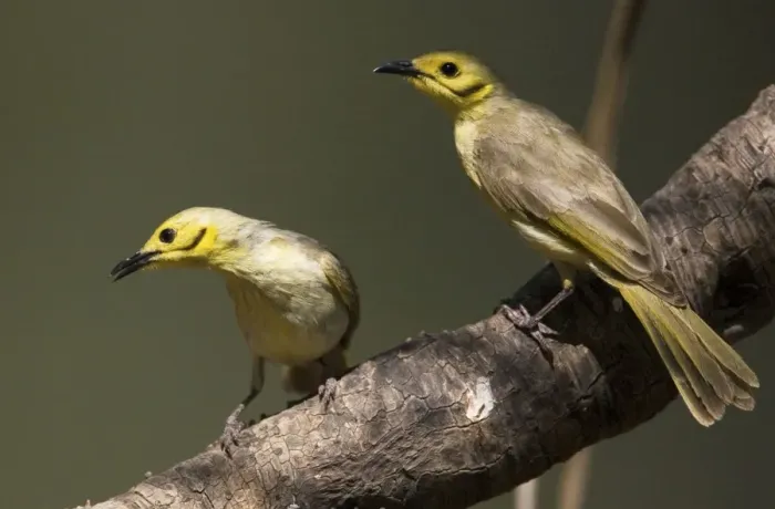 Framed Print : Yellow-tinted Honeyeaters Found across the Top End from the Kimberley to northwest Queensland. At the Barnett River, Kimberley, Western Australia Framed Print : Yellow-tinted Honeyeaters Found across the Top End from the Kimberley to northwest Queensland. At the Barnett River, Kimberley, Western Australia