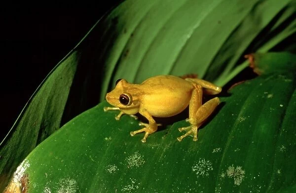 Yellow Tree Frog - Costa Rica, Central America