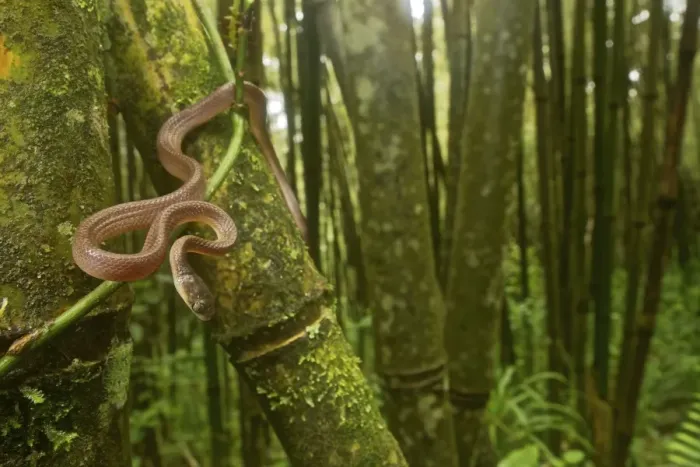 Framed Print : Yellow Tree Snake - in the bamboo forest - Tanzania - Africa