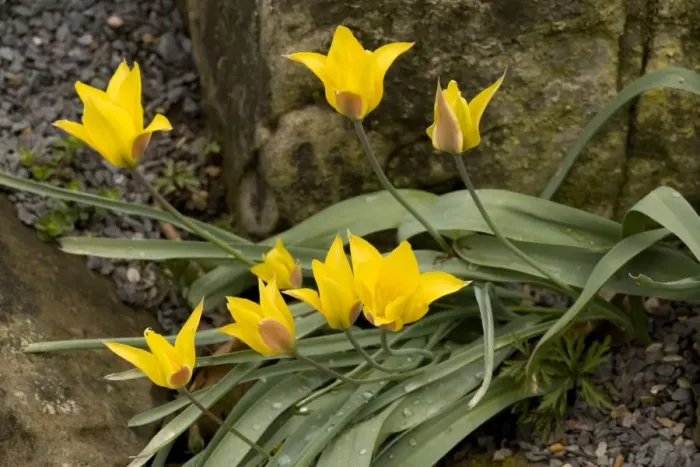 Framed Print : A yellow Tulip ( Tulipa kolpakowskiana) from Asia Framed Print : A yellow Tulip ( Tulipa kolpakowskiana) from Asia