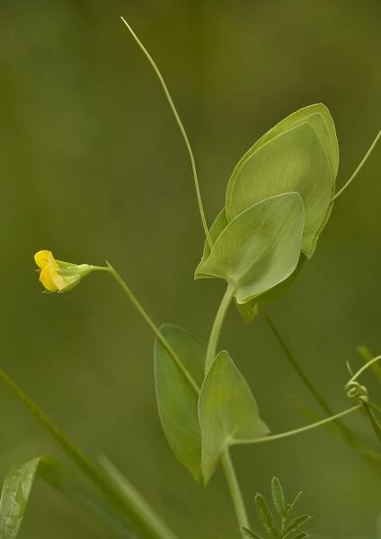 Yellow vetchling. Rare in UK. Has very large stipules