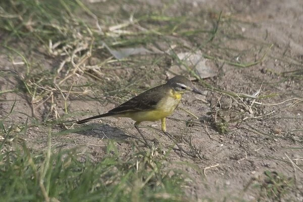 Yellow Wagtail - Breeds in the Himalayas and is widespread in India during the winter frequenting damp grasslands and edges of pools, lakes and wetlands. Photographed in Jaipur, India, Asia