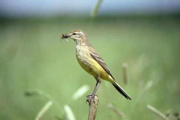 Yellow Wagtail - female with insects in beak