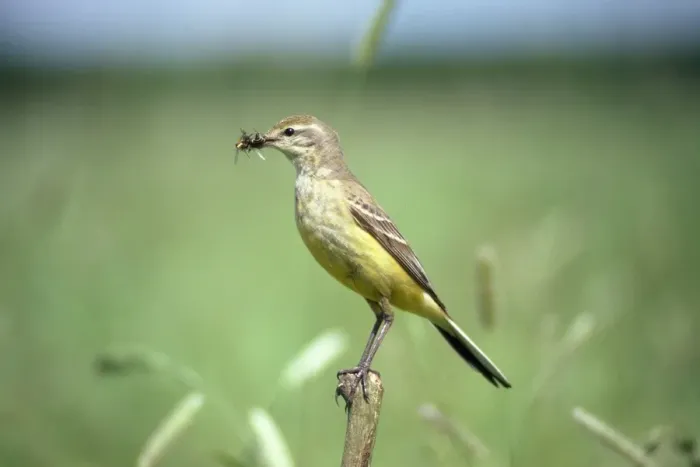 Framed Print : Yellow Wagtail - female with insects in beak Framed Print : Yellow Wagtail - female with insects in beak