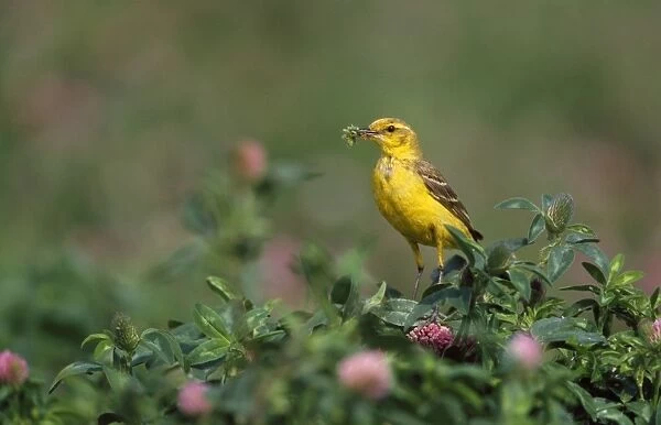 Yellow Wagtail - with insects in beak UK