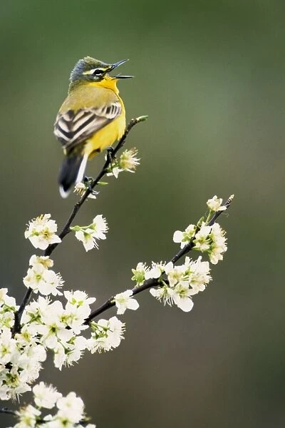 Yellow Wagtail - singing on blackthorn