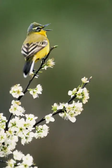 Framed Print : Yellow Wagtail - singing on blackthorn Framed Print : Yellow Wagtail - singing on blackthorn