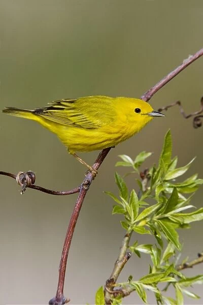 Yellow Warbler Connecticut USA