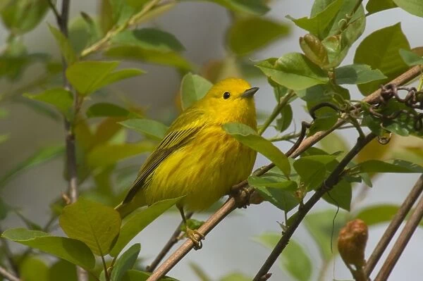 Yellow Warbler - Male, Spring. A common warbler found throughout North America. Great Lakes Region, Point Pelee, Ontario, Canada _TPL8034