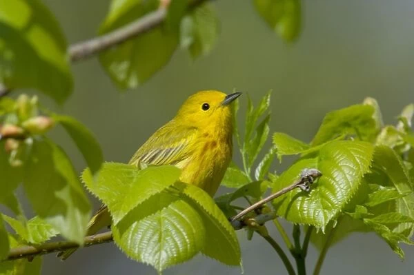 Yellow Warbler - Male, Spring. A common warbler found throughout North America. Great Lakes Region, Point Pelee, Ontario, Canada _TPL8115
