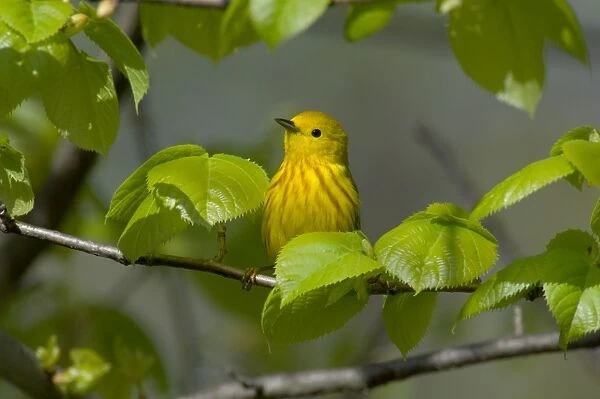 Yellow Warbler - Male, Spring. A common warbler found throughout North America. Great Lakes Region, Point Pelee, Ontario, Canada _TPL8106