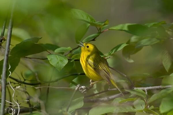 Yellow Warbler - Male, Spring. A common warbler found throughout North America. Point Pelee, Ontario, Canada _TPL8069