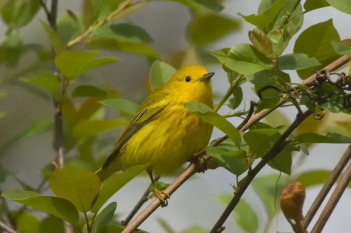 Framed Print : Yellow Warbler - Male, Spring. A common warbler found throughout North America. Great Lakes Region, Point Pelee, Ontario, Canada _TPL8034 Framed Print : Yellow Warbler - Male, Spring. A common warbler found throughout North America. Great Lakes Region, Point Pelee, Ontario, Canada _TPL8034