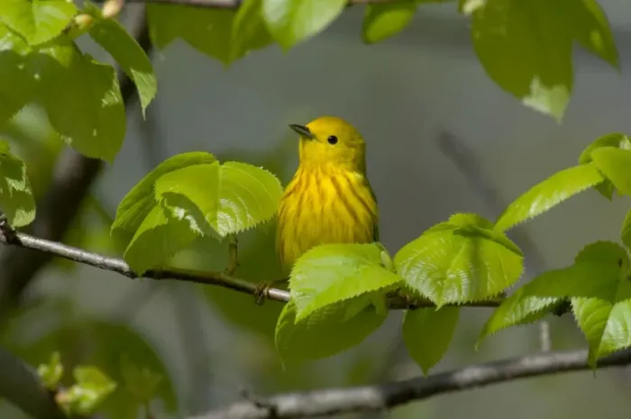 Framed Print : Yellow Warbler - Male, Spring. A common warbler found throughout North America. Great Lakes Region, Point Pelee, Ontario, Canada _TPL8106 Framed Print : Yellow Warbler - Male, Spring. A common warbler found throughout North America. Great Lakes Region, Point Pelee, Ontario, Canada _TPL8106