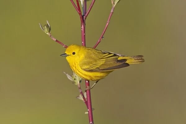 Yellow Warbler - male - Spring - CT - USA