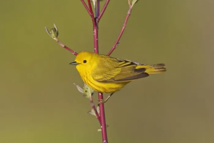 Framed Print : Yellow Warbler - male - Spring - CT - USA Framed Print : Yellow Warbler - male - Spring - CT - USA