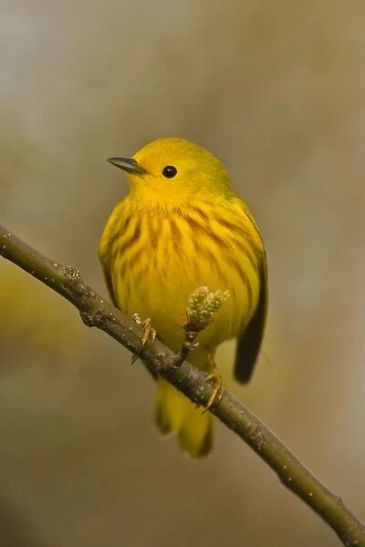 Yellow Warbler - Perched on branch, Yellow overall-Dark eye prominent in uniformly yellow face-Reddish streaks below distinct in male and faint or absent in female-A plump short-tailed warbler-Common in wet habitats especially in willows