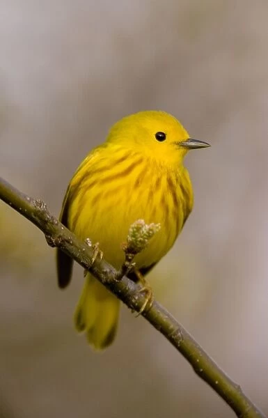 Yellow Warbler - Yellow overall-Dark eye prominent in uniformly yellow face-Reddish streaks below distinct in male and faint or absent in female-A plump short-tailed warbler-Common in wet habitats especially in willows