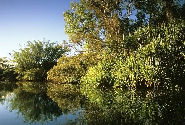Yellow Water billabong with Bamboo, Paperbarks & Pandanus Kakadu National Park (World Heritage Area), Northern Territory, Australia JPF51774