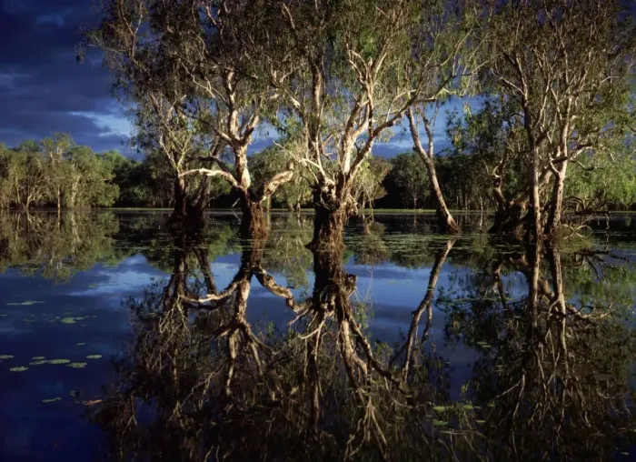 Framed Print : Yellow Water billabong with Paperbark forest - Weeping Paperbark - Kakadu National Park (World Heritage Area), Northern Territory, Australia JPF51499 Framed Print : Yellow Water billabong with Paperbark forest - Weeping Paperbark - Kakadu National Park (World Heritage Area), Northern Territory, Australia JPF51499