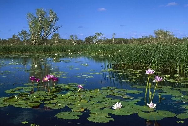 Yellow Water billabong with waterlilies (two colour forms of same species), Kakadu National Park (World Heritage Area), Northern Territory, Australia JPF51776