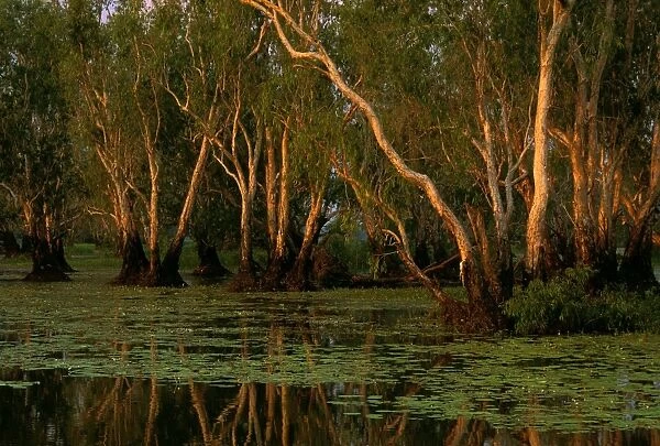 Yellow Water - Paperbark Swamp - Kakadu National Park (World Heritage Area), Northern Territory, Australia JPF51468