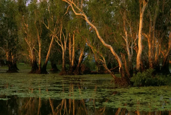Framed Print : Yellow Water - Paperbark Swamp - Kakadu National Park (World Heritage Area), Northern Territory, Australia JPF51468 Framed Print : Yellow Water - Paperbark Swamp - Kakadu National Park (World Heritage Area), Northern Territory, Australia JPF51468