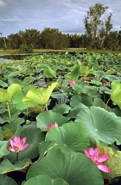 Yellow Water, paperbark swamp with Lotus lilies (Nelumbo nucifera) Kakadu National Park (World Heritage Area), Northern Territory, Australia JPF50989