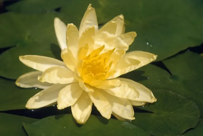 Framed Print : Yellow Waterlily Framed Print : Yellow Waterlily