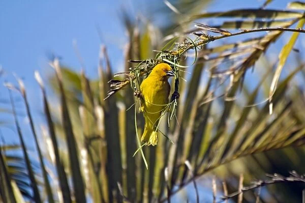 Yellow Weaver - male building nest - eastern coastal strip from South Africa to Kenya. Qolora Mouth, nr East London, Eastern Cape, South Africa