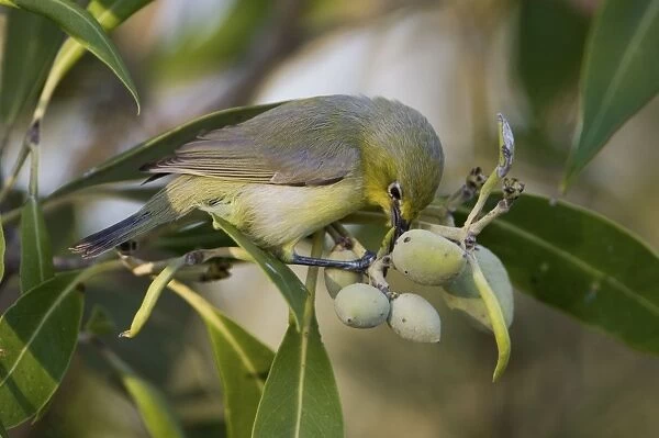 Yellow White-eye foraging among mangrove fruits Restricted to mangroves and adjacent vegetation around the northern Australian coastline. In mangroves at Crab Creek, Roebuck Bay near Broome, Western Australia