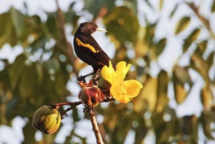 Framed Print : Yellow-winged Cacique. Nayarit Mexico in March Framed Print : Yellow-winged Cacique. Nayarit Mexico in March