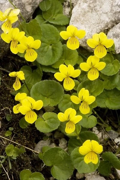 Yellow Wood Violet (Viola biflora), Dolomites, north Italy