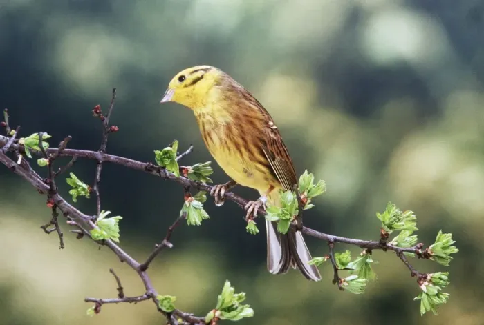Framed Print : Yellowhammer Framed Print : Yellowhammer