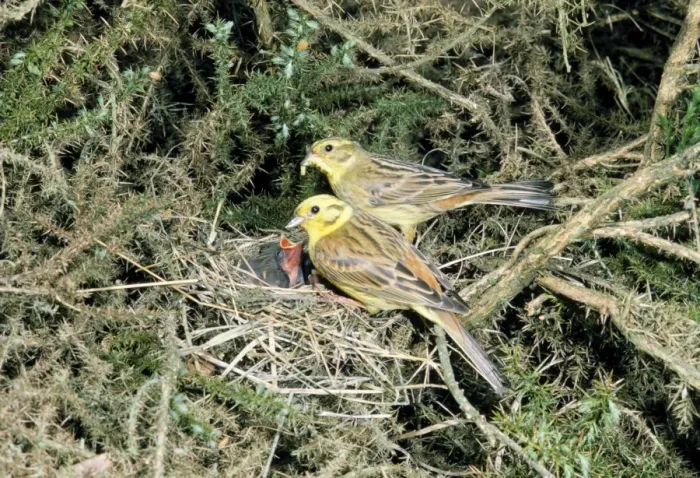 Framed Print : Yellowhammer 2 adults at nest feeding chicks Framed Print : Yellowhammer 2 adults at nest feeding chicks