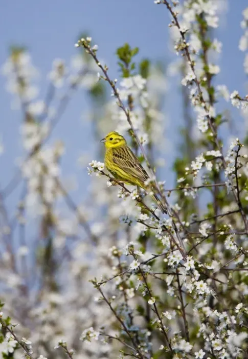 Framed Print : Yellowhammer - adult male - perched on white blossom - Oxon - UK - April Framed Print : Yellowhammer - adult male - perched on white blossom - Oxon - UK - April