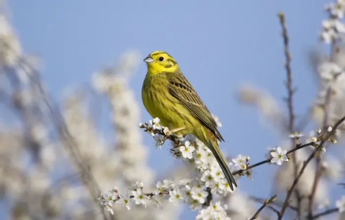 Framed Print : Yellowhammer - adult male - perched on white blossom - Oxon - UK - April Framed Print : Yellowhammer - adult male - perched on white blossom - Oxon - UK - April