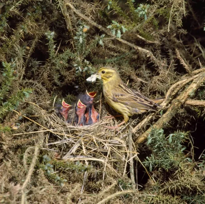 Framed Print : Yellowhammer - female feeding chicks at nest Framed Print : Yellowhammer - female feeding chicks at nest