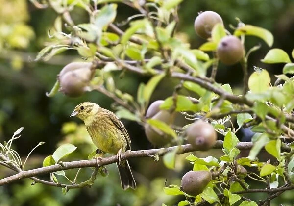 Yellowhammer - female in pear tree - Oxon UK