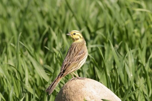 Yellowhammer Female perched on stone