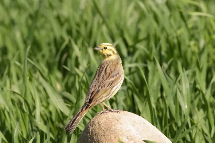 Framed Print : Yellowhammer Female perched on stone Framed Print : Yellowhammer Female perched on stone