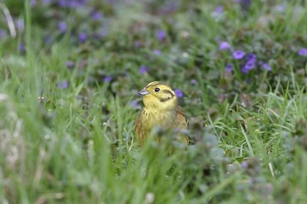Yellowhammer - On ground in plants feeding front view Bedfordshire UK 1615