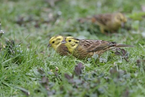 Yellowhammer - Two on ground in plants feeding side view Bedfordshire UK 1627
