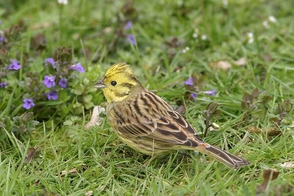 Yellowhammer - On ground in plants feeding side view crest raised Bedfordshire UK 1593