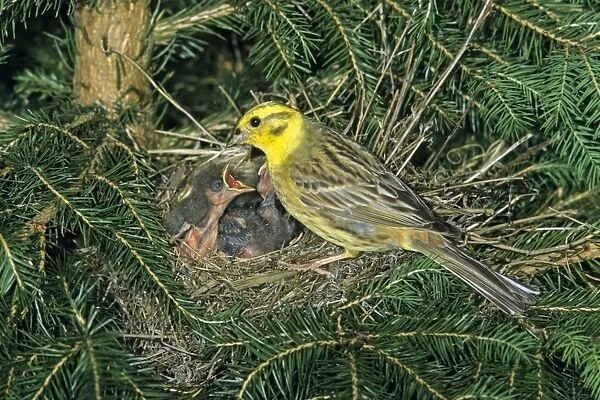 Yellowhammer - male bird tending chicks at nest, Hessen, Germany