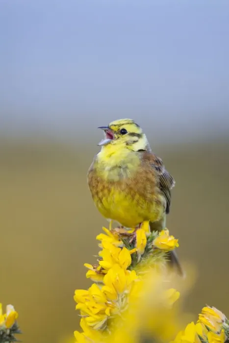 Framed Print : Yellowhammer - male - on gorse - Scotland - UK Framed Print : Yellowhammer - male - on gorse - Scotland - UK