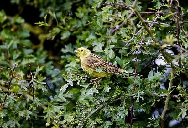 Yellowhammer - male in hedgerow