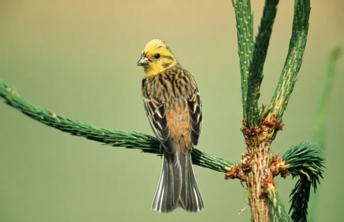 Framed Print : Yellowhammer Male on singing perch Framed Print : Yellowhammer Male on singing perch